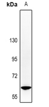 SHCC Antibody