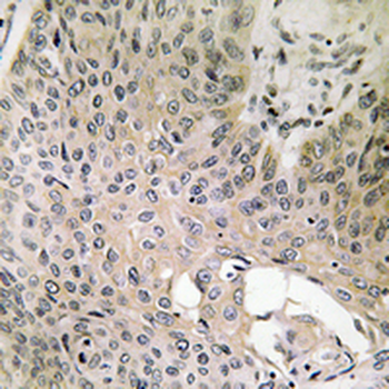 SHCC Antibody