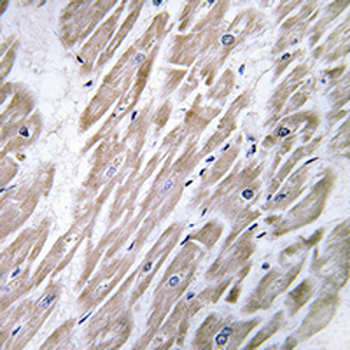 KANK2 Antibody