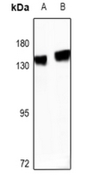 R Cadherin Antibody