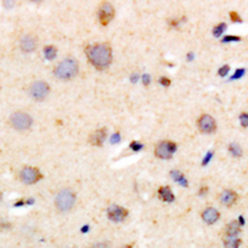 R Cadherin Antibody