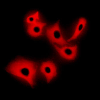 R Cadherin Antibody