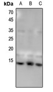 Histone H4 (MonoMethyl-K31) Antibody