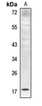 Histone H4 (MonoMethyl-K5) Antibody
