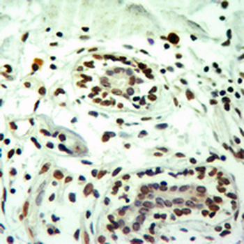 Histone H3 (MonoMethyl-R8) Antibody