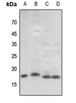 Histone H3 (TriMethyl-K79) Antibody
