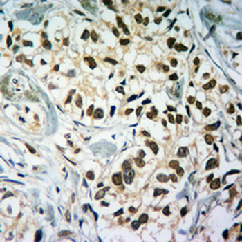 Histone H3 (TriMethyl-K79) Antibody