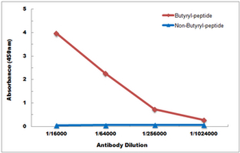 Histone H2B (Butyryl-K5) Antibody