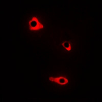 NMBR Antibody