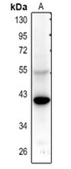 5-HT5A Antibody