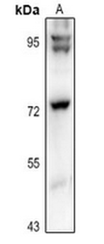 GUF1 Antibody