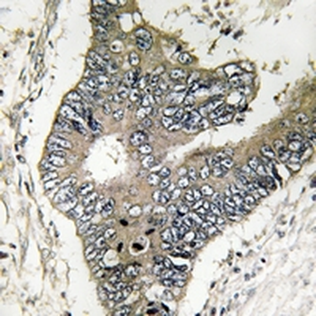 GUF1 Antibody