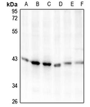 Carboxypeptidase O Antibody