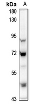 MINT3 Antibody