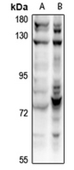 CDC16 Antibody