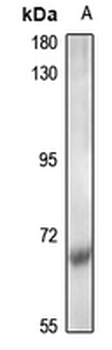 CDK5RAP1 Antibody