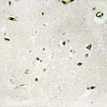 WTAP Antibody