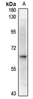Alpha-2B Adrenergic Receptor Antibody