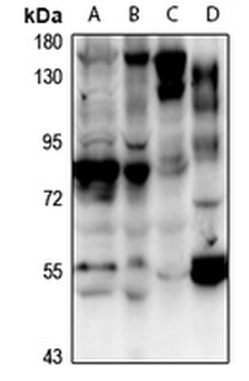 CBX6 Antibody