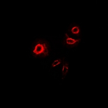 DCR3 Antibody