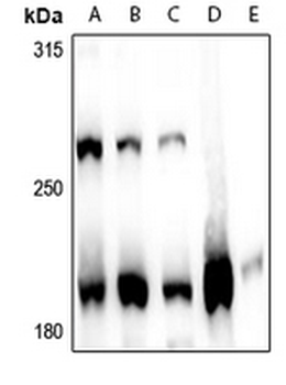 MLL1 Antibody