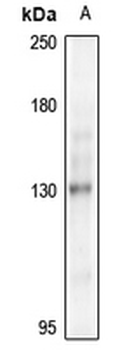 NEK9 Antibody