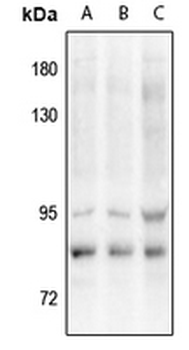 VAV3 (pY173) Antibody