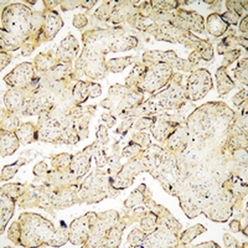VAV3 (pY173) Antibody