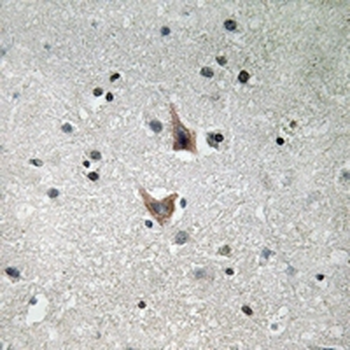 Presenilin 1 (pS357) Antibody