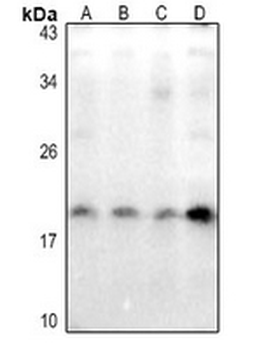 Caveolin 2 (pY27) Antibody