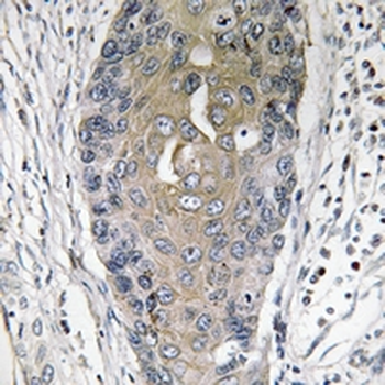 p23 (pS113) Antibody