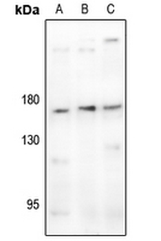 CD11b Antibody