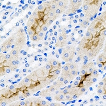 CD11b Antibody