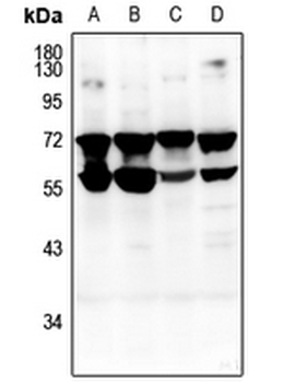 CD132 Antibody