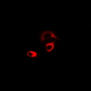 CHRM2 Antibody