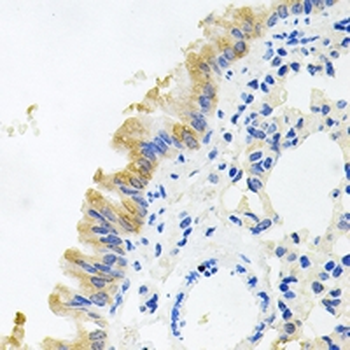 CD322 Antibody
