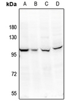 SSH3 Antibody