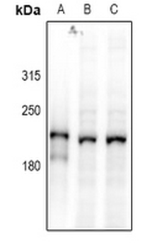 DOCK2 Antibody