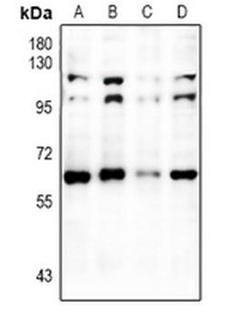 RXR alpha Antibody