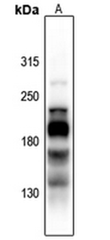 L1CAM (pS1181) Antibody