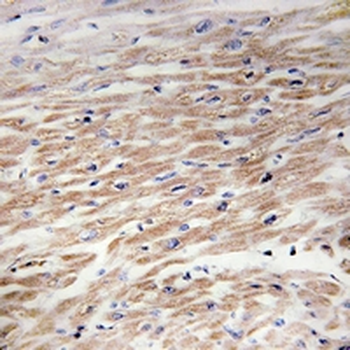 CD117 (pY936) Antibody