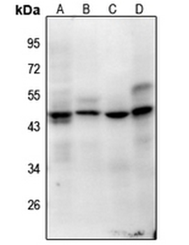 Histone H1oo (AcK163) Antibody