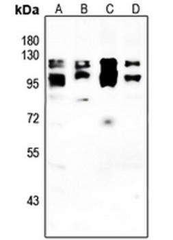 IFNAR2 Antibody