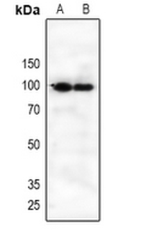 CD360 Antibody
