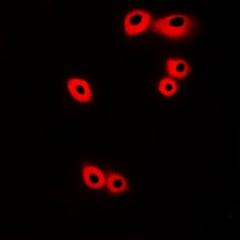 CRKL Antibody