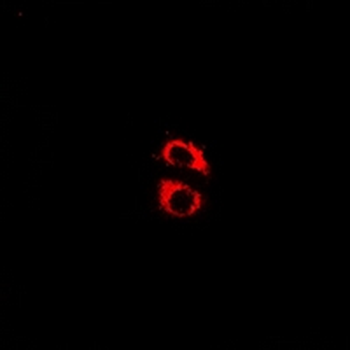 Kir6.2 (pT224) Antibody