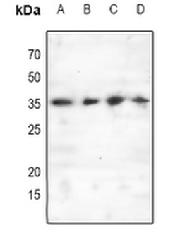 C/EBP epsilon (pT74) Antibody
