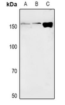 NAIP Antibody