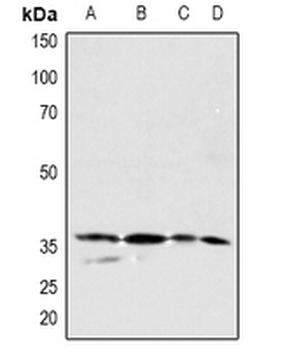 PDGFC Antibody