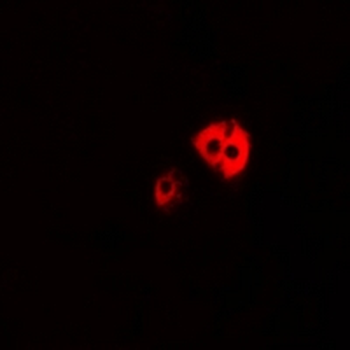 GPRC6A Antibody